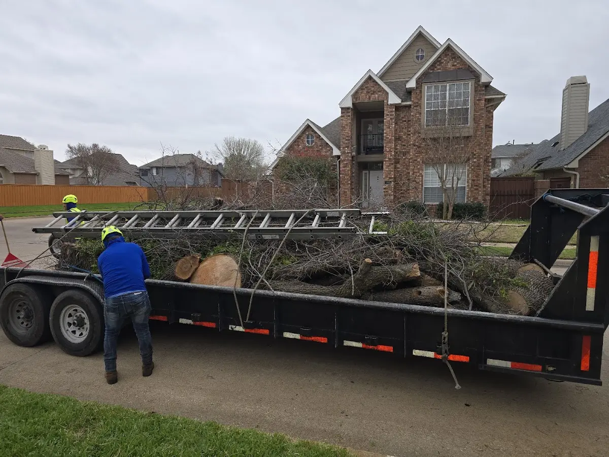 Expert Tree Removal with proper safety equipment in Colfax